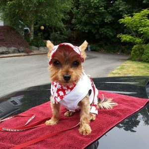 Meet your Posher, Frances